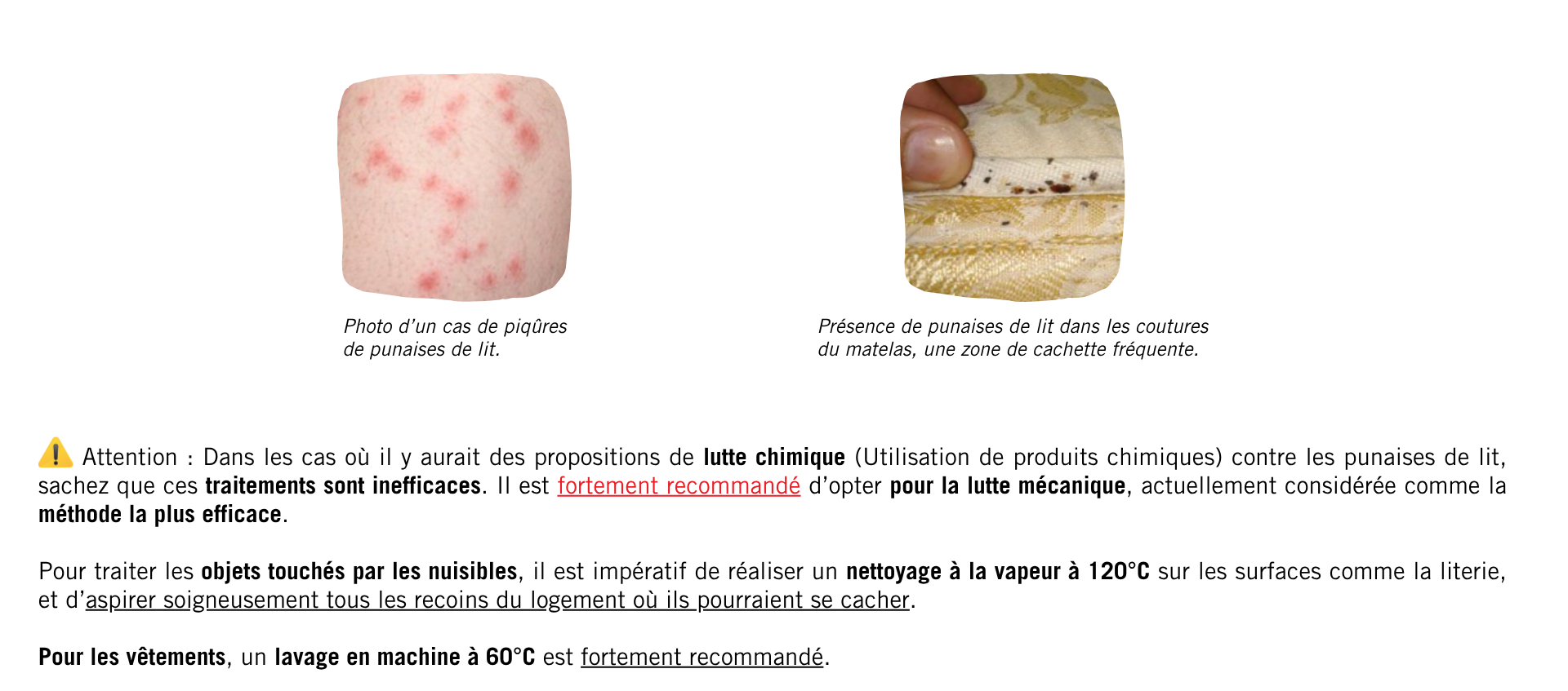 Punaises de lit (2).png